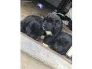 Newfoundland Puppy for sale in Chili, WI, USA