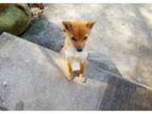 Shiba Inu Puppy for sale in Orlando, FL, USA