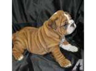 Bulldog Puppy for sale in PLATTSBURGH, NY, USA