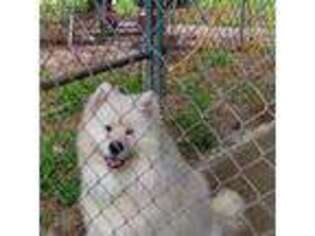 Samoyed Puppy for sale in Waverly, TN, USA