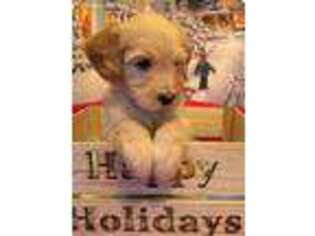 Goldendoodle Puppy for sale in Hiram, GA, USA