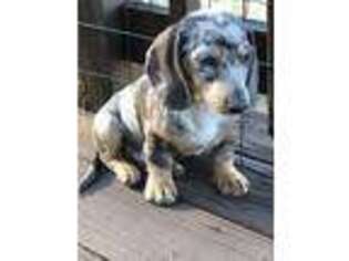 Dachshund Puppy for sale in Gainesville, MO, USA