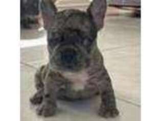 French Bulldog Puppy for sale in Buford, GA, USA