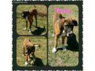 Great Dane Puppy for sale in Offerle, KS, USA