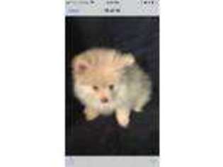 Pomeranian Puppy for sale in Tellico Plains, TN, USA