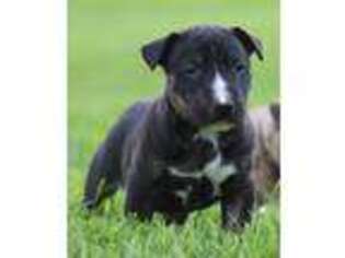 Bull Terrier Puppy for sale in Augusta, WI, USA