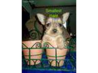 Chorkie Puppy for sale in Fremont, OH, USA