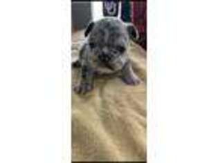 French Bulldog Puppy for sale in Van Alstyne, TX, USA