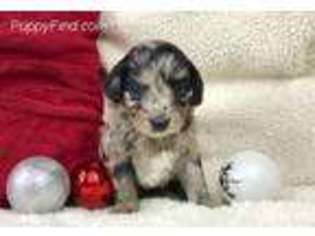 Mutt Puppy for sale in Wallingford, KY, USA