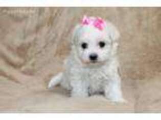Maltese Puppy for sale in Glade Hill, VA, USA
