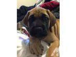 Mastiff Puppy for sale in LATHROP, CA, USA