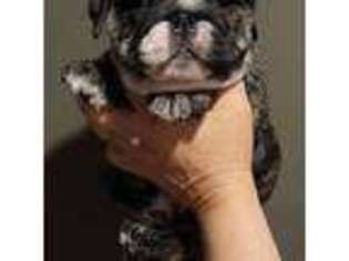 Bulldog Puppy for sale in Farmington, MO, USA