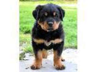Rottweiler Puppy for sale in Homedale, ID, USA