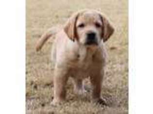 Labrador Retriever Puppy for sale in Dallas, GA, USA