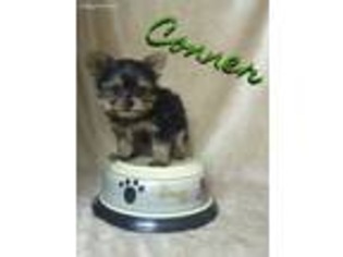 Yorkshire Terrier Puppy for sale in Glenwood, AR, USA