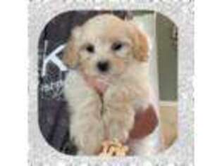 Maltese Puppy for sale in Ortonville, MI, USA