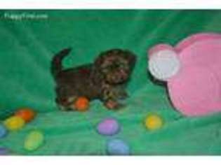 Shorkie Tzu Puppy for sale in Fort Worth, TX, USA