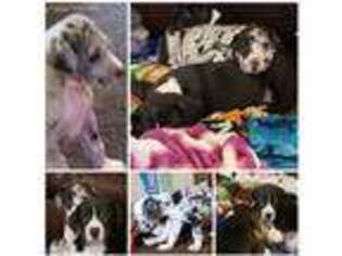 Great Dane Puppy for sale in Toledo, OH, USA