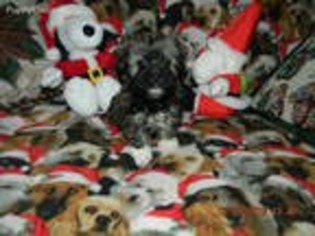 Russian Tsvetnaya Bolonka Puppy for sale in Minneapolis, MN, USA