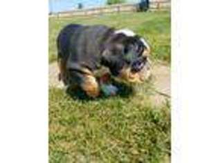 Bulldog Puppy for sale in Coldwater, MI, USA