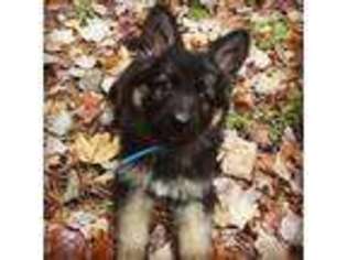 German Shepherd Dog Puppy for sale in Mio, MI, USA