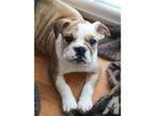 Bulldog Puppy for sale in DARLINGTON, PA, USA