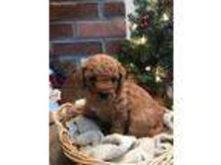 Goldendoodle Puppy for sale in Forksville, PA, USA