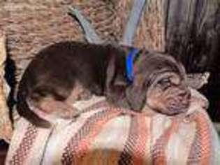 Bloodhound Puppy for sale in Batesville, AR, USA