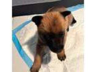 Belgian Malinois Puppy for sale in Amarillo, TX, USA