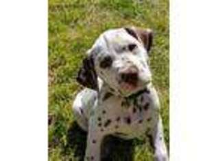 Dalmatian Puppy for sale in Hope Mills, NC, USA