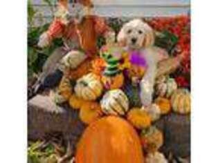 Goldendoodle Puppy for sale in Shelbyville, IN, USA