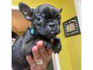 French Bulldog Puppy for sale in Beech Bluff, TN, USA