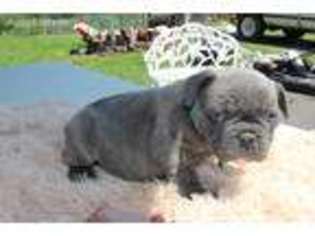 French Bulldog Puppy for sale in King, NC, USA