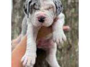 Great Dane Puppy for sale in Poplarville, MS, USA