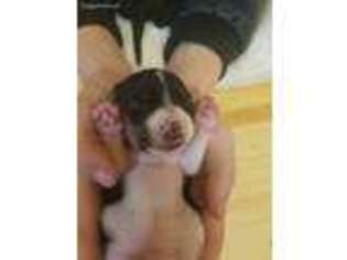 Dachshund Puppy for sale in Albuquerque, NM, USA