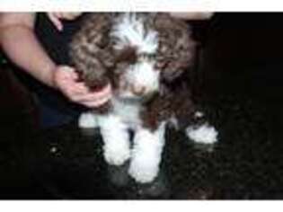 Portuguese Water Dog Puppy for sale in Park City, UT, USA