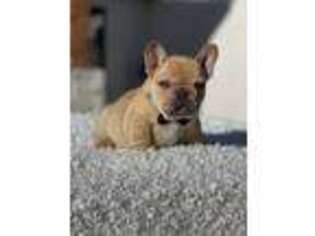 French Bulldog Puppy for sale in Kempner, TX, USA