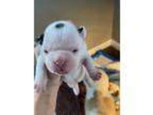 French Bulldog Puppy for sale in Saint Paul, NE, USA