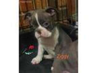 Boston Terrier Puppy for sale in Vidalia, GA, USA