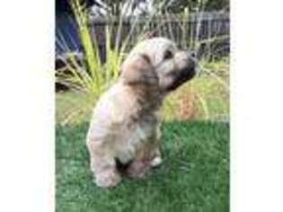 Havanese Puppy for sale in Grapevine, TX, USA