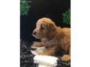 Goldendoodle Puppy for sale in London, OH, USA