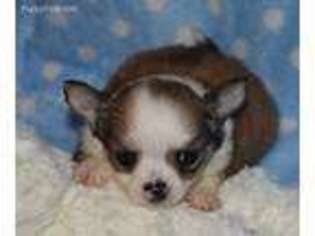 Chihuahua Puppy for sale in Goldsboro, NC, USA