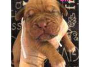 American Bull Dogue De Bordeaux Puppy for sale in Savoy, MA, USA