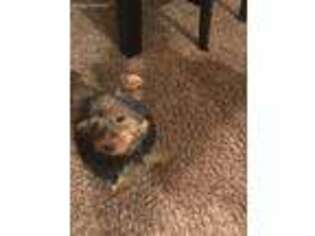 Yorkshire Terrier Puppy for sale in Desoto, TX, USA