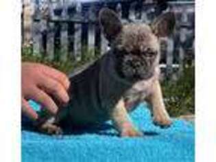 French Bulldog Puppy for sale in Yucca Valley, CA, USA