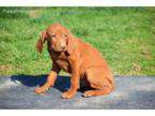 Vizsla Puppy for sale in Allenwood, PA, USA