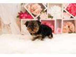 Yorkshire Terrier Puppy for sale in Warsaw, IN, USA