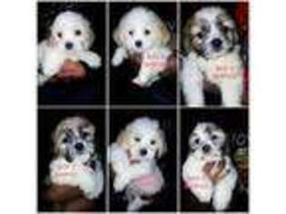 Shih-Poo Puppy for sale in WETHERSFIELD, CT, USA