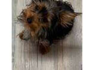 Yorkshire Terrier Puppy for sale in Holbrook, AZ, USA
