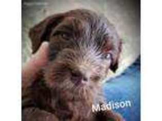 Labradoodle Puppy for sale in Gloster, MS, USA